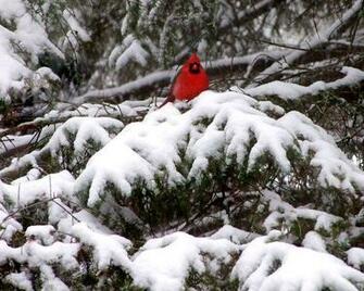 Cardinal Snow Wallpaper Papel De Parede