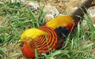 Golden Pheasant Computer Wallpaper Desktop Background