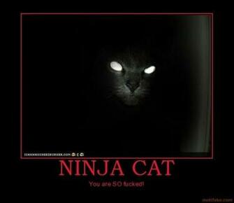 Cats Are Ninjas