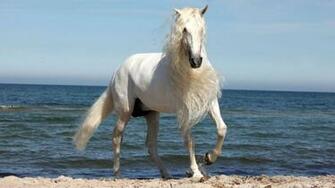 Beautiful White Horse Wallpaper
