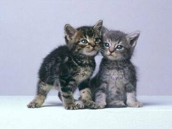 Kitten Desktop Wallpaper