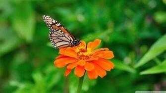 Santa Banta Nature Wallpaper
