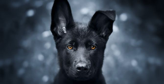 Wallpaper Pet Black Puppy German Shepherd Desktop HD