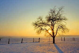 Wallpaper Tree Winter Sun Snow Fence Desktop Nature