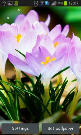 Spring Flowers Rain