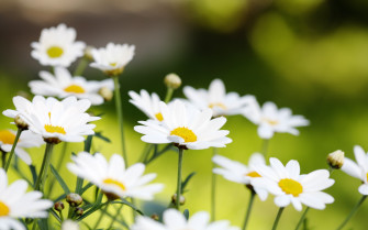 Daisy Background Wallpaper