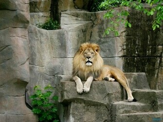 Very Beautiful Lion HD Wallpaper Res