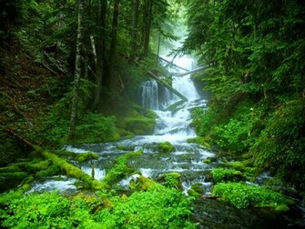 Description From Forest Green Nature Water Waterfall Wallpaper