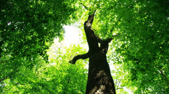 Green Tree Wallpaper