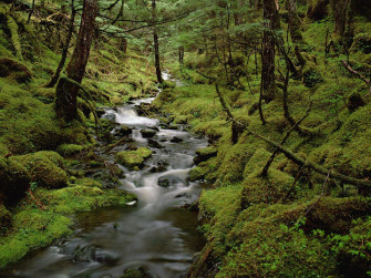 Rainforest HD Wallpaper