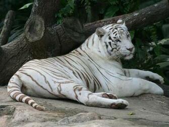 Tags White Tiger Wallpaper Desktop