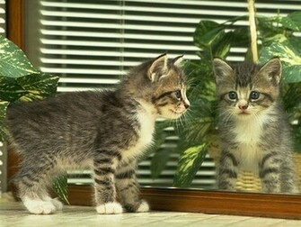 Funny Kitten Wallpaper Cat Desktop