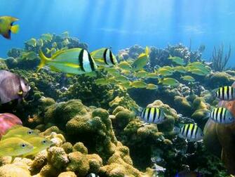Colorful Coral Reef Fish Hq Wallpaper