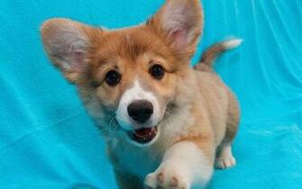 Corgi Puppy X Close