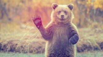Give Your Desktop Good Vibes With These Awesome Animal Wallpaper