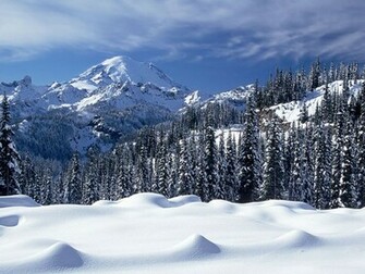 HD Snow Forest Wallpaper