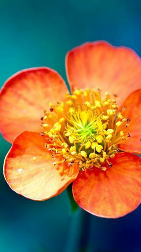 Flower Macro iPhone 5s Wallpaper iPad