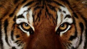 Wallpaper For Angry Bengal Tiger Pics