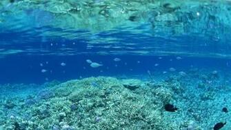 Fish Water World Sea