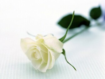 Flowers Pictures Beautiful Wallpaper White Roses