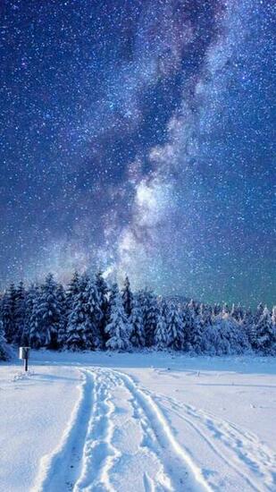 Wallpaper Forest Snow Winter Sky Stars Night 5k Nature