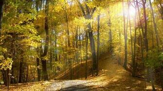 Scary Forests Autumn Tree Tube Wallpaper In HD Hq Background