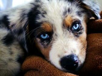 Australian Shepherd Wallpaper