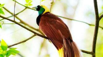 Greater Bird Of Paradise Wallpaper Birds