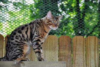 Bengal Cat Wallpaper Background