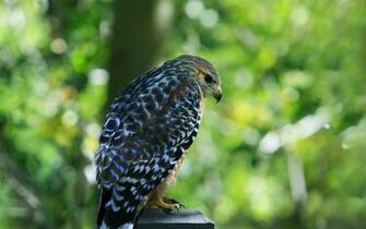Hawk HD Wallpaper