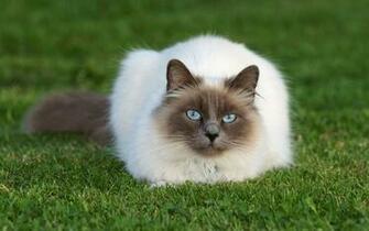 Siamese Cat HD Photography Wallpaper Animal
