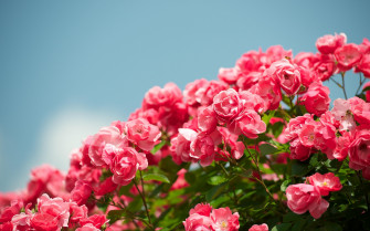 Excellent 4k Wallpaper Rose You Can Get It At No Cost