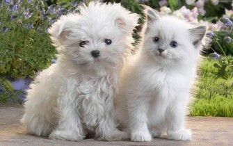 Animals Wallpaper Desktop HD