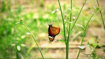 Garden Butterfly HD Wallpaper IHD