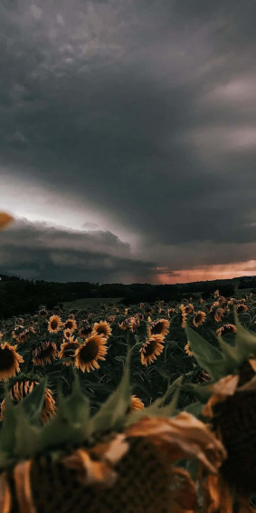 Sunflower Aesthetic iPhone Wallpaper