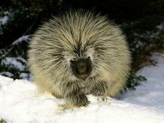 North American Porcupin HD Wallpaper Background Image