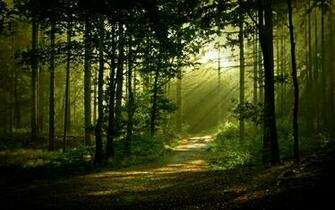 Forest Scenery HD Wallpaper For Home
