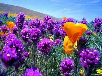 Beautiful Spring Wallpaper