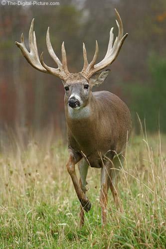Looking To Harvest That Elusive Big Buck Are You Sold Out Getting