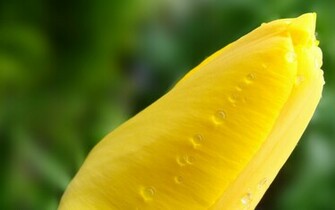 Wallpaper Amazing Raindrops Widescreen
