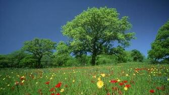 Wildflowers Fredericksburg Texas Laptops Picture Junkinside