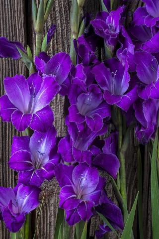 Purple Gladiolus Photograph By Garry Gay Pixels