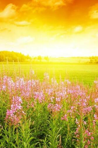 Spring Sunshine iPhone Wallpaper HD