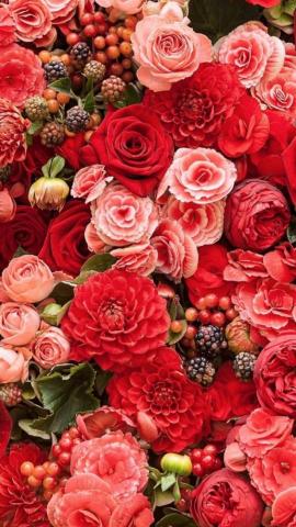 iPhone Wallpaper Flowers Flower Red