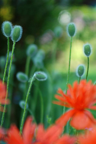 Growing Plants iPhone 4s Wallpaper