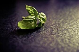 Green Leaf Plant Basil HD Wallpaper