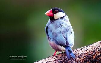 Colorful Bird Microsoft Official Wallpaper Animal