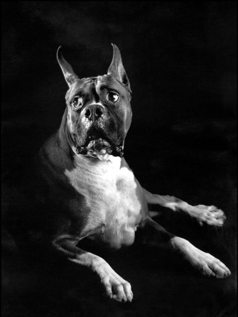 Black Pitbull Wallpaper