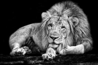 Monochrome Animals Lion Black White Wallpaper HD Desktop