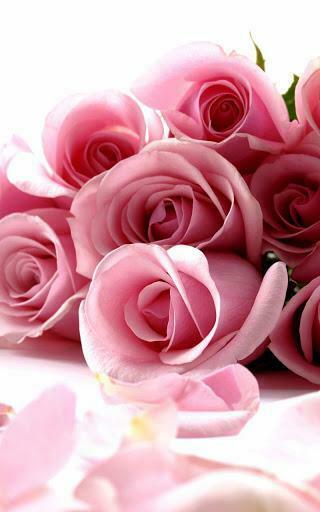 Rose Live Wallpaper Description Is Beautiful